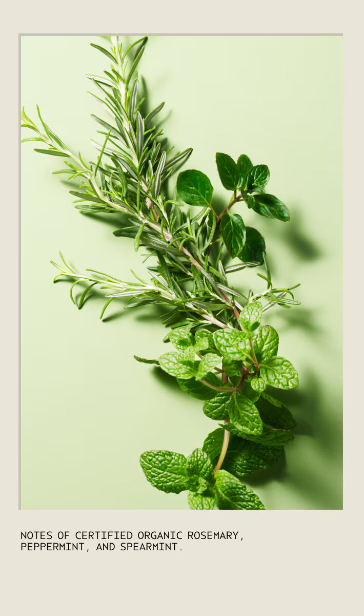 Limited Edition Light The Way - Vegan Soy Wax Candle with Rosemary Mint Aroma